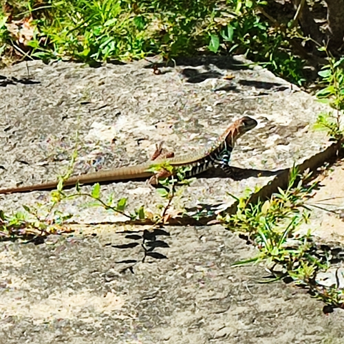 Spotted Butterfly Lizard, Leiolepis guttata