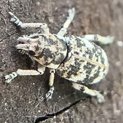 Colecerus marmoratus