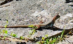 Leiolepis guttata