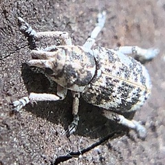 Colecerus marmoratus