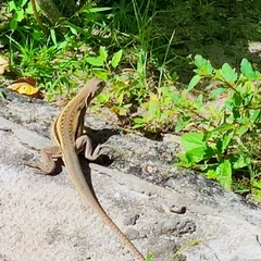 Leiolepis guttata