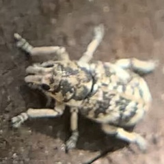 Colecerus marmoratus