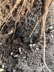 Atelerix albiventris