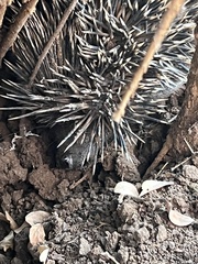 Atelerix albiventris