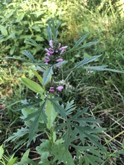 Leonurus glaucescens