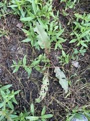 Mecardonia acuminata acuminata