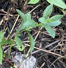 Mecardonia acuminata acuminata
