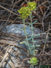Teucrium aureum