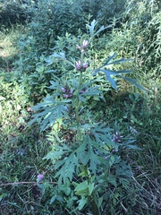 Leonurus glaucescens