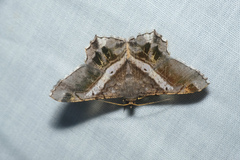 Chiasmia nora