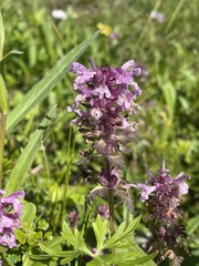 Pedicularis verticillata