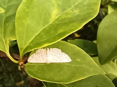 Scopula minorata