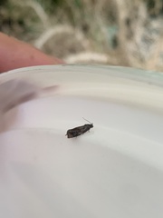 Grapholita funebrana