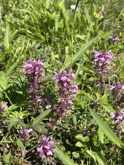 Pedicularis verticillata