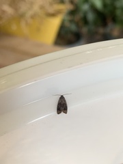 Grapholita funebrana