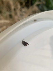 Grapholita funebrana