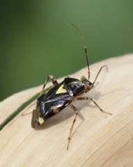 Liocoris tripustulatus
