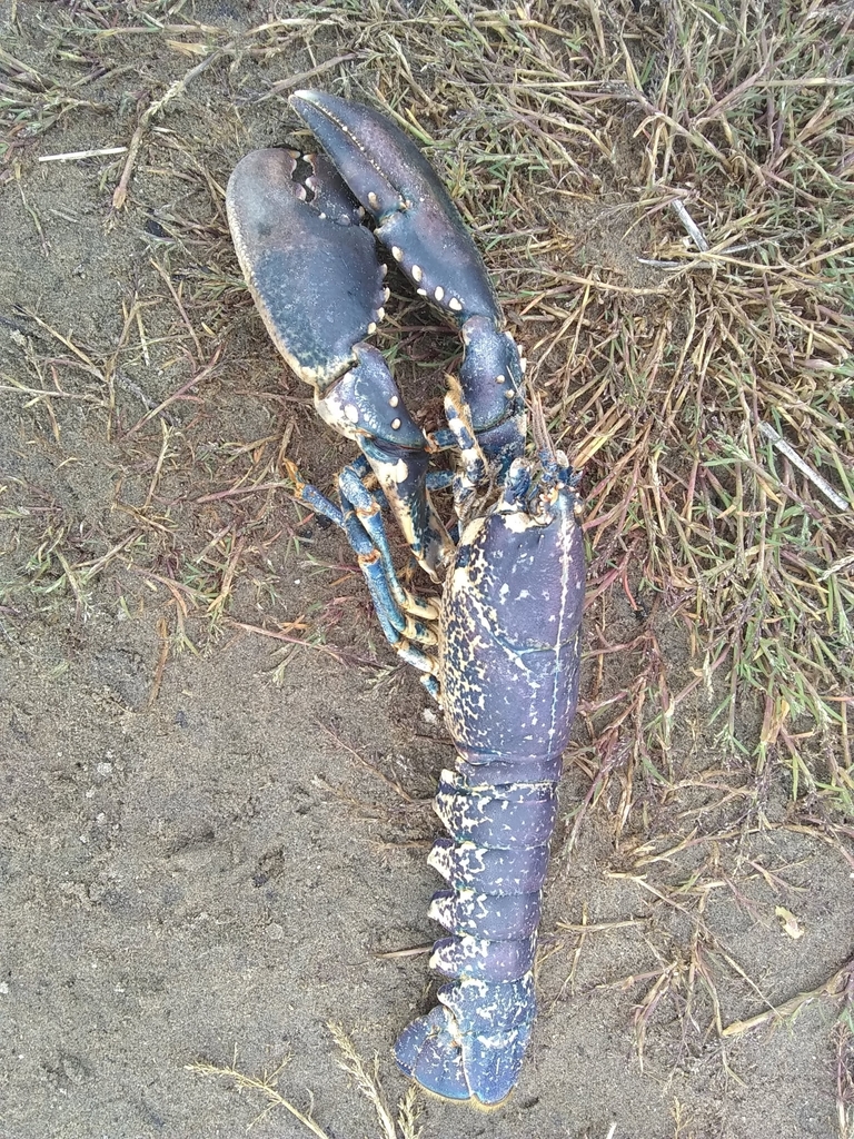 Istakoz (Homarus gammarus)