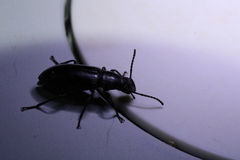 Alobates