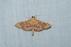 Ischnurges