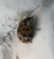 Harmonia axyridis