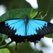 Papilio ulysses - Photo (c) Michael Mcmaster, algunos derechos reservados (CC BY-NC), uploaded by Michael Mcmaster