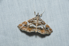 Paracymoriza vagalis