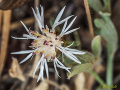 Centaurea alba