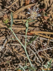 Centaurea alba