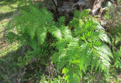 Sphaeropteris excelsa