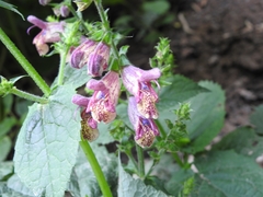 Salvia przewalskii