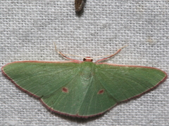 Chlorocoma cadmaria