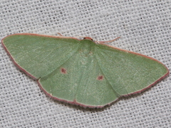 Chlorocoma cadmaria