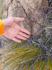 Anthoxanthum recurvatum