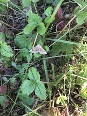 Scotopteryx chenopodiata