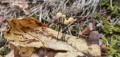 Marasmius bulliardii