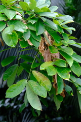 Platymiscium