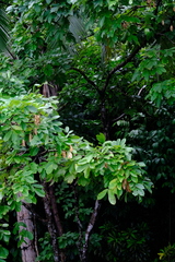 Platymiscium