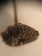 Laccaria ohiensis