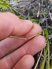 Anthoxanthum recurvatum