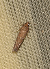 Delplanqueia dilutella