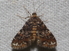 Elophila responsalis
