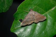Mecodina bisignata