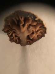 Laccaria ohiensis