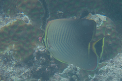 Chaetodon triangulum