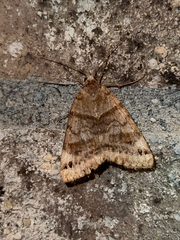 Caenurgina crassiuscula