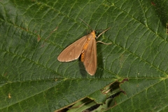Dysauxes famula