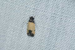 Tyrolimnas anthraconesa