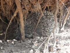Atelerix albiventris