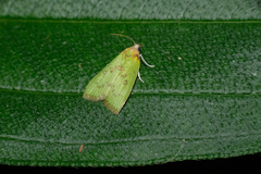 Doloessa viridis